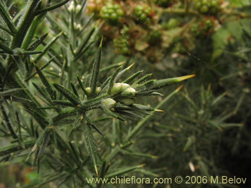 Image of Ulex europaeus (Corena / Espinillo / Yáquil). Click to enlarge parts of image.